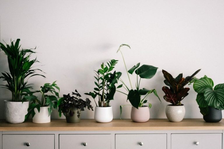 foto ilustrativa do post sobre plantas no home office. Na foto, sete vasos de plantas com espécies diferentes. 